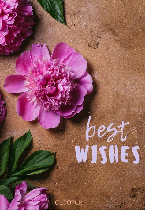 Simple pretty best wishes card , beautiful flower with text design , cloofur Best Wishes Card, Best Wishes, Text Design, Beautiful Flower, Good Day, Beautiful Flowers, Good Morning, Love Quotes, Quotes