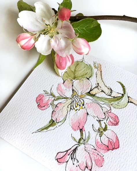 Watercolor Beginner, Watercolor Architecture, Apple Trees, Flower Art Drawing, Spring Blossoms, Ink And Watercolor, Drawing Watercolor, Watercolor Sketchbook, Botanical Watercolor