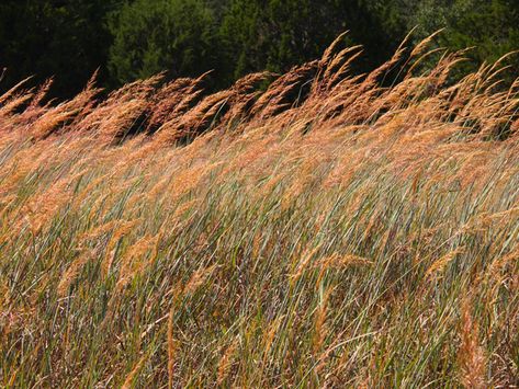 Grass Plains, Tall Grass Prairie, Texas Mountain Laurel, Tallgrass Prairie, Lady Bird Johnson Wildflower Center, Seed Collection, University Of Texas At Austin, Lady Bird Johnson, Mountain Laurel