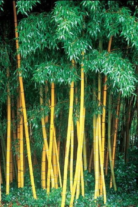 Phyllostachys Nigra, Clumping Bamboo, Bamboo Seeds, Yellow Bamboo, Moso Bamboo, Plant Labels, Black Bamboo, Contemporary Garden, Tree Seeds