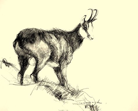 Zergebak Fekete kréta , papír 30 x 30 cm Chamois Drawing, Wildlife Art, Animal Drawings, Festival, Drawings, Animals, Pins, Quick Saves, Art