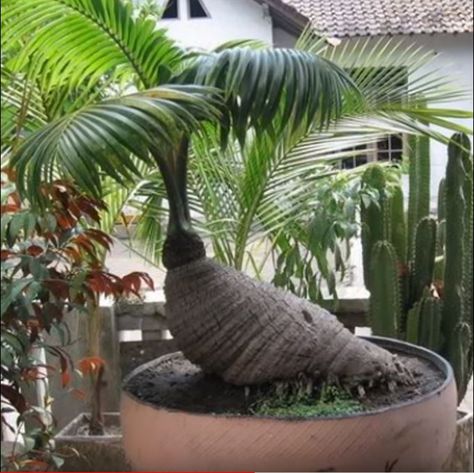 coconut bonsai Coconut Bonsai, Bonsai Kelapa, Garden Bonsai Tree, Bonsai Fruit Tree, Bonsai Forest, Weird Trees, Indoor Water Garden, Terrace Garden Design, Bonsai Art