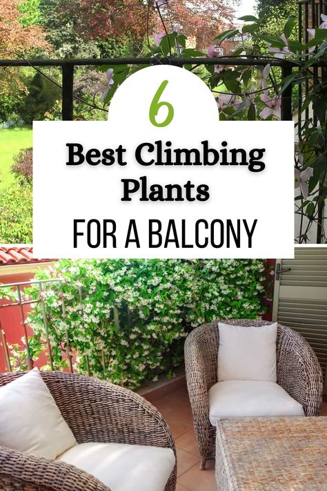 Balconies are generally limited in floor space, which means growing plants can be a challenge. An obvious solution to this problem is climbing plants. However, there are some important considerations when picking out climbing plants for a balcony. In this post, we’ll cover the things you should know before listing some of the best options for balcony climber plants. Climbing Plant Balcony, Privacy Plants For Balcony, Balcony Creeper Plants, South Balcony Plants, East Facing Balcony Plants, Outdoor Plants For Balcony, Balcony Trellis Ideas, Easy Balcony Plants, Small Balcony Flower Garden