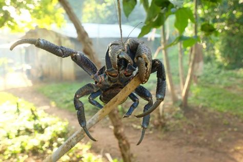 Robber Crab, Backyard Climbing, Chagos Archipelago, Big Crab, Coconut Crab, Historical Nonfiction, Creepy Animals, Strange Creatures, Breathing Underwater