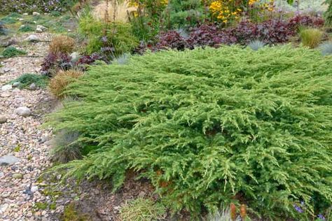 Juniperus rigida subsp. conferta 'Schlager' (Shore Juniper) Shore Juniper, Purple Clematis, Foundation Planting, Planting Shrubs, Zone 5, Landscape Edging, Covered Garden, Butterfly Bush, Sandy Soil