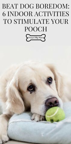 6 Indoor Dog Activities To Keep Your Pooch Stimulated Indoor Dog Activities, Lou Dog, Dog Boredom, Dog Games, Indoor Dog, Web Images, Dog Hacks, Dog Care Tips, Indoor Play