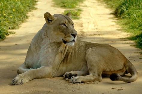 Lioness And Cubs, Wild Lion, Cat Reference, Animal Study, Animal References, African Lion, Cat Pose, Big Cat, African Animals