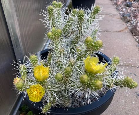 5 Cold Hardy Cactus Species (USDA Zone 4 to 6) | Citycacti Cactus Species, Cactus Garden, Low Lights, Cactus Plants, Cold Weather, Cactus, Plants