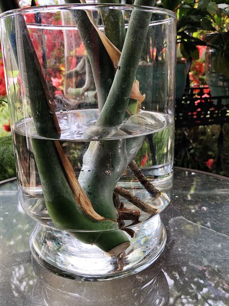 How to Propagate Monstera - Pruning Monstera, How To Propagate Monstera, Propagate Monstera, Indoor Plant Garden, Plants From Cuttings, Lucky Plant, Plant Problems, Plant Garden, Monstera Plant