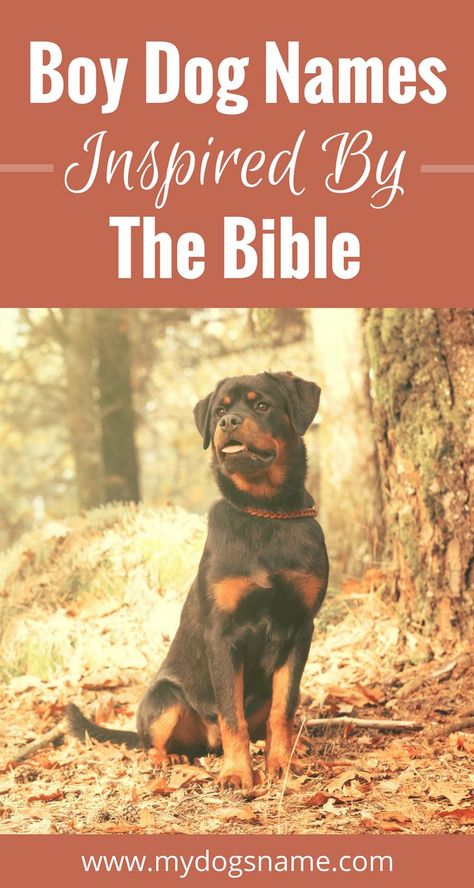 Strong, spiritual dog names inspired by the Bible. Boy Puppy Names Unique, Puppy Names Unique, Puppies Names Female, Big Dog Names, Dog Names Unique, Boy Dog Names, Best Dog Names, Driveway Ideas, Biblical Names