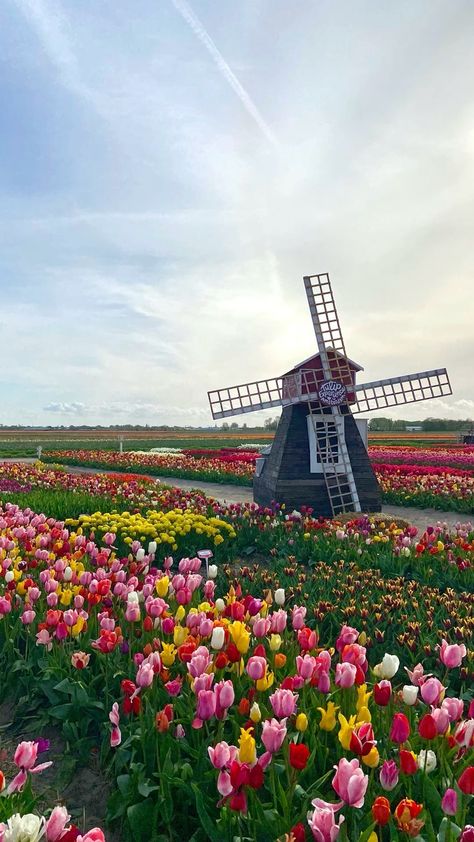 Netherlands Windmills Tulip Fields, Tulip Field Amsterdam, Netherlands Places To Visit, Keukenhof Aesthetic, Amsterdam Travel Aesthetic, Tulip Amsterdam, Netherlands Countryside, Windmill Wallpaper, Netherlands Wallpaper