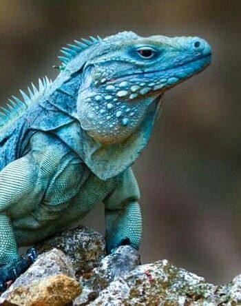 Grand Cayman blue iguana Iguana Pet, Blue Iguana, Green Iguana, Cute Reptiles, Chameleons, Animal Reference, Grand Cayman, Animal References, Like Animals