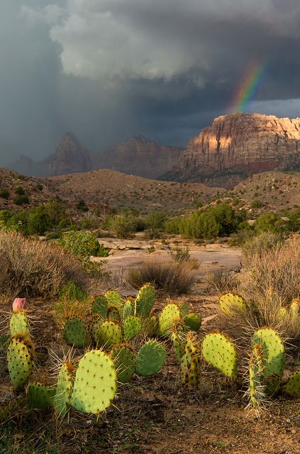 I promise, everyday is this magical here. Rain or Shine. - Zion National Park, Utah, Watchman Rainbow Photo Credit: Seth Hamel Desert Aesthetic, Zion National Park Utah, Rainbow Photo, Desert Dream, Utah National Parks, Desert Landscape, Zion National Park, Desert Landscaping, Wanderlust Travel