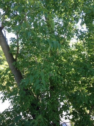 Foraging Texas: Box Elder Tree Medicine, Elder Tree, Edible Wild Plants, Box Elder, Giant Tree, Plant Box, Scientific Name, Fast Growing Trees, Wild Edibles