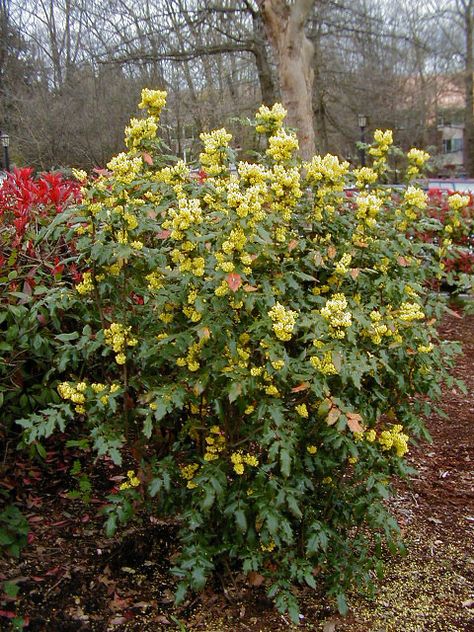 Mahonia aquifolium 'Compacta' Dwarf Oregon Grape, Zone 5, 3-6' H and W Fruit Shrub, Deer Resistant Garden, Conifer Forest, Grape Plant, Oregon Grape, Garden Shrubs, Unusual Plants, Drought Tolerant Plants, Evergreen Shrubs