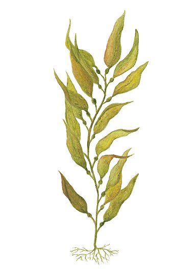 A watercolour painting of kelp. Simple and beautifully striking. • Millions of unique designs by independent artists. Find your thing. Underwater Tattoo, Iphone Image, Ocean Plants, Underwater Plants, Kelp Forest, Sea Plants, Coral Art, Watercolor Ocean, Sea Art