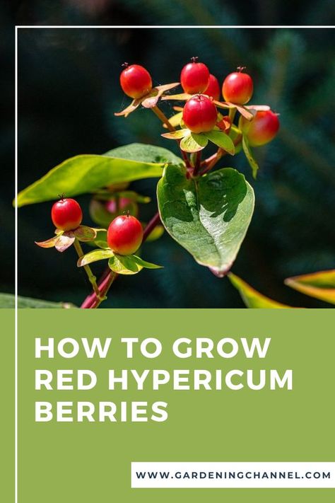 red berries with text overlay how to grow red hypericum berries Black Eyed Susan Vine, Spring Planting, Hypericum Berries, Berry Bushes, Shades Of Peach, Secret Gardens, Spring Plants, Brown And Green, Black Eyed Susan