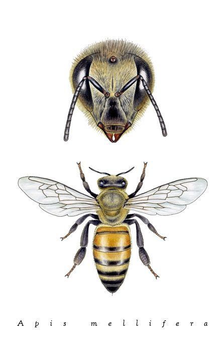 Noel Badges Pugh, Foto Macro, Bee Drawing, Bee Illustration, Bees And Wasps, Science Illustration, Bee Tattoo, Desenho Tattoo, Insect Art