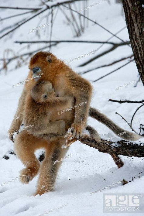 Snub Nosed Monkey, Snub Nose, Pretty Animals, Baboon, Baby Monkey, Amazing Animals, Primates, Beautiful Animals, Jungle Animals