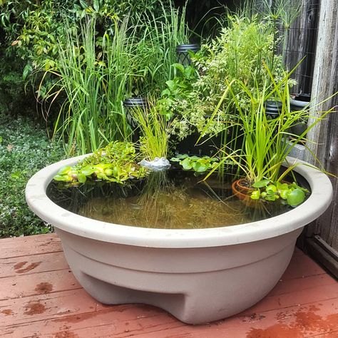 Small Frog Pond Ideas, Fish Pond Ideas Above Ground, Above Ground Pond Diy, Frog Ponds Backyard, Diy Frog Pond, Container Pond With Fish, Container Fish Pond, Diy Container Pond, Raised Pond Ideas