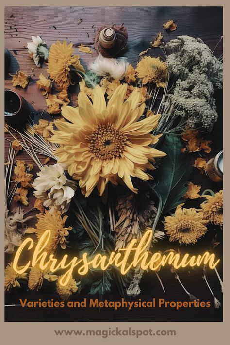 Dive into the enchanting world of Chrysanthemum with our article, 'Chrysanthemum: Varieties and Metaphysical Properties.' Explore the diverse types of this magical flower and their unique energies. Learn how each variety can enhance your spellwork, from promoting longevity to offering protection. Perfect for green witches and floral enthusiasts, this guide blends botany with magic, revealing how to use Chrysanthemum in rituals and everyday practice. Embrace the power of nature's blooms! Chrysanthemum Magical Properties, Chrysanthemum Varieties, Witchcraft Meaning, Flowers Chrysanthemums, Cleansing Spells, Hearth Witch, Transformation Tips, Yellow Chrysanthemum, Magickal Herbs