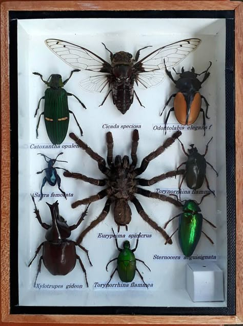 Insect Display, Bug Taxidermy, Insect Box, Taxidermy Display, Framed Insect, Wooden Display Box, Insect Taxidermy, Bug Collection, Beetle Insect