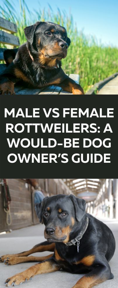 Male Rottweiler, Female Rottweiler, Herding Cattle, Male Vs Female, Rottweiler Breed, Dog Activities, American Kennel Club, Guard Dogs, Small Dog Breeds