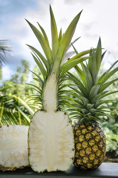 #NutritionHealthAndWellness Healthy Starters, Pineapple Plant, Pineapple Planting, Healthy Nutrition Plan, Brown Spots Removal, 140 Pounds, Good Health Tips, Types Of Soil, Good Healthy Recipes