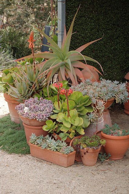 Succulent Pots Outdoor, Terracotta Pots Garden, Pots In Garden, Plant Garden Ideas, Garden Ideas Decoration, Potted Plant Garden, Terra Cotta Pots Garden, Decoration Plants, Herb Garden Pots