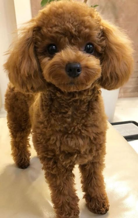 Teddy Bear Puppies Haircuts, Toy Cavoodle Haircut Styles, Teddy Bear Dog Hair Cuts, Cute Toy Poodle Haircut, Poodle Toy Haircut Styles, Toy Poodle Haircut Styles Short, Mini Doodle Haircut, Puppy Poodle Haircut, Teddy Bear Haircut Poodle