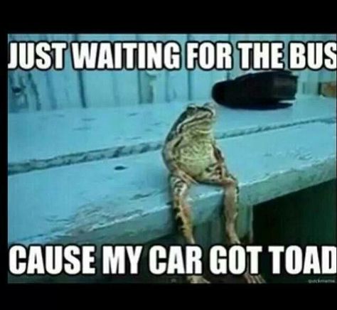 Just waiting for this bus cause my car got toad Funny P, Frog Sitting, Animal Puns, A Frog, The Bus, E Card, Toad, Bones Funny, Wood Burning