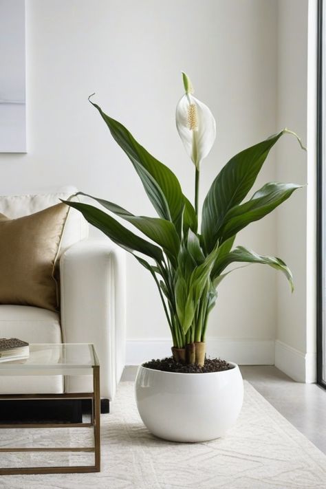 Enhance your space with the best indoor faux plants available. From faux palm trees to artificial maidenhair trees, we have a wide selection perfect for delivery to your doorstep. Add a touch of greenery with faux potted cactus plants or elevate your decor with a lifelike faux olive tree in a pot. Looking for something easy to care for? Explore our collection of stunning faux philodendron hanging plants and faux bird of paradise options. Tall Artificial Plants Indoor, Olive Tree In A Pot, Artificial Plants Indoor Decor, Plants For Living Room, Plants For Indoors, Faux Palm Tree, Bamboo Image, Tree In A Pot, Artificial Indoor Plants