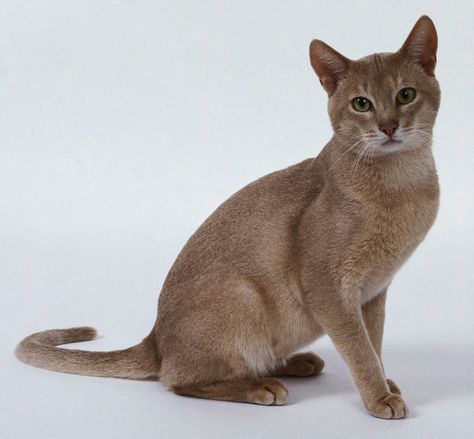 Heatherfern from Woodclan. Daughter of: Whitetail and Bearsnout. Sister to: Tigerpelt, Honeydew, Creeksplash, Rosepetal, Smallstream, and Skygaze. (Female) Light Brown Cat, Cat Abyssinian, Cat Design Art, Brown Cats, Kitten Breeds, Tonkinese Cat, American Wirehair, Cat Poses, Tonkinese