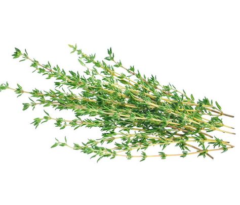 Thyme Health Benefits Of Thyme, Thyme Sprig, Thyme Uses, Hydro Gardening, Thyme Herb, Herb Boxes, Underboob Tattoo, Diner Recipes, Cheese Tasting