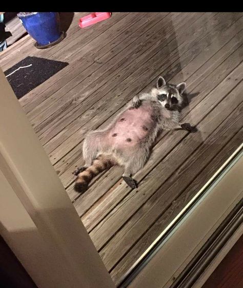 This is what you see when you turn your porch light on in Arkansas - Imgur Trash Panda, Funny Animal Memes, Funny Animal Pictures, 귀여운 동물, Animal Memes, Bones Funny, Funny Photos, Funny Cute, Animals And Pets