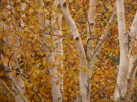 Which Birch to Choose for my Garden? Trees For Landscaping, European White Birch, River Birch Trees, Betula Nigra, Tree Borders, Betula Pendula, River Birch, Pink Copper, Specimen Trees