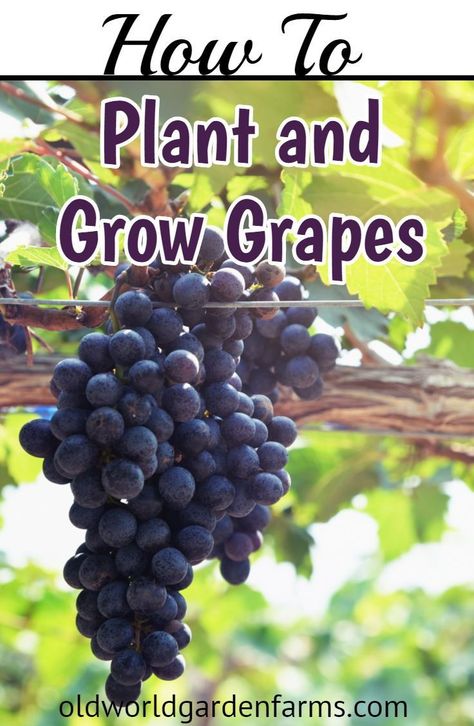 Container Gardening Fruit, Growing Wine Grapes, Grape Vine Trellis, Old World Garden, Grow Grapes, Grape Vine Plant, Wine Garden, Grapes Fruit, Grape Arbor