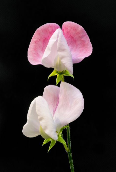 Pink Pea Flower, Ronnie Sweet Pea Photography, Sweet Pea Flower, Sweet Pea Flowers, Pea Flower, Sweet Peas, Sugar Flowers, Botanical Flowers, Exotic Flowers, Flower Beauty