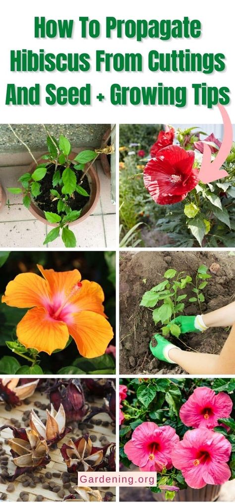 Propagating Hibiscus Plants, How To Propagate Hibiscus Plant, How To Grow Hibiscus From Seed, Hibiscus Propagation, Propagate Hibiscus, Fall Planting Perennials, Plumeria Care, Hibiscus Seeds, Flower Planting Guide