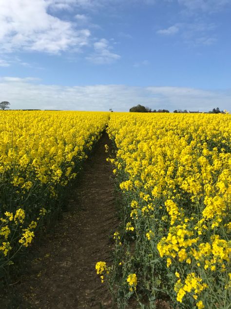 A feild of flowers <3 Dream Land, Beautiful Pics, Black And White Aesthetic, White Aesthetic, Flower Garden, Beautiful Pictures, Beautiful Places, Black And White, Yellow