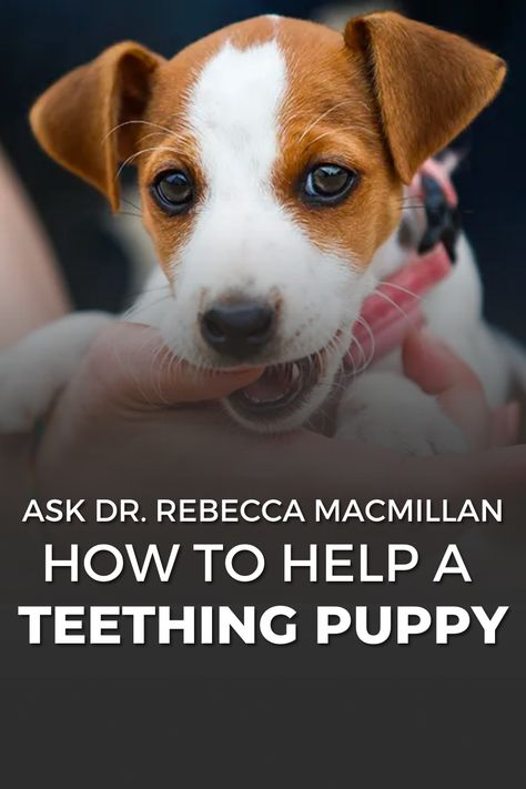 Dog Teething Remedies, Homemade Puppy Teething Treats, Diy Puppy Teething Toys Dog Chews, Teething Puppy Treats, Diy Puppy Toys Teething, Teething Puppy Remedies, Teething Puppy Tips, Puppy Teething Remedies Frozen, Puppy Teething Remedies