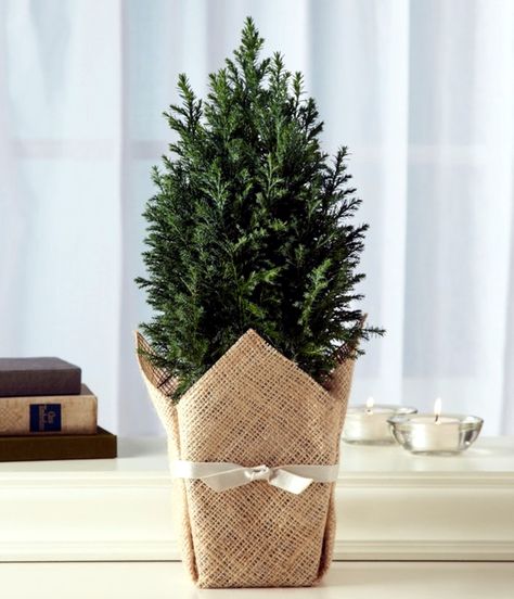 Juniper Plant, Christmas Winter Wedding, Unique Corporate Gifts, Buy Plants Online, Eco Friendly Christmas, Alternative Christmas Tree, Burlap Crafts, Bonsai Plants, Potted Trees