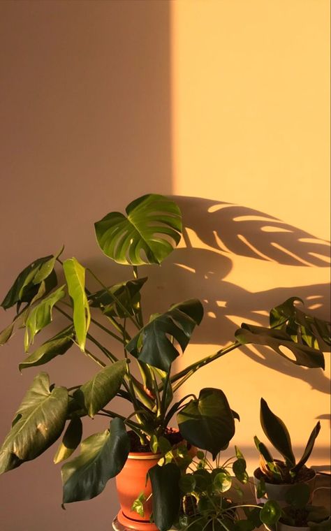 houseplants monstera plantmom plants goldenhour Plant Girl Aesthetic, Plants Are Friends, Plant Photography, Plant Aesthetic, Monstera Plant, Monstera Deliciosa, Ornamental Plants, Plant Pictures, + Core + Aesthetic