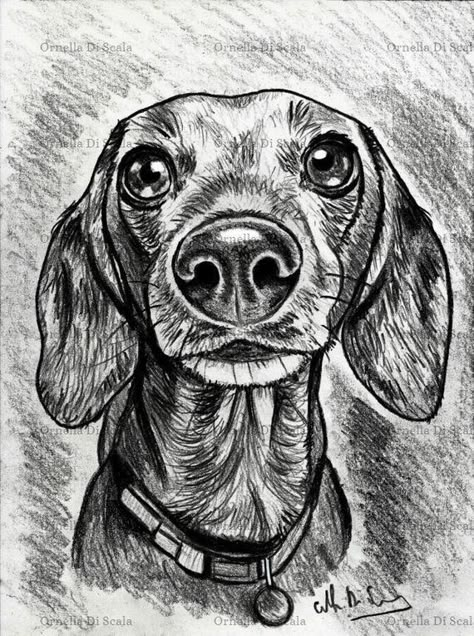 The 14 Nicest Dachshund Paintings | Page 2 of 3 | PetPress Portrait Drawing Sketch, Dog Pencil Drawing, Dachshund Drawing, Dachshund Painting, Pencil Portrait Drawing, Pencil Drawing Tutorials, Animal Drawings Sketches, Dachshund Art, 강아지 그림