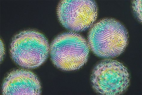 Iridescent, fingerprint-like patterns appear on the surfaces of these liquid crystal droplets. Crystal Shells, Indian Journal, Crystal Texture, Video Contest, Liquid Crystal, Crystal Pattern, Photo Texture, Motion Video, Things Under A Microscope