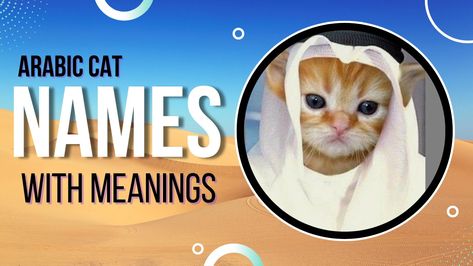 Here's the list of 150+ Arabic Cat Names for male and female cats with meanings. Read now. Arabic Cat Names, Cat Names For Boys, Names For Male Cats, Ginger Cat Names, Names For Cats, Muslim Names, Boy Cat Names, Girl Cat Names, Large Cat Breeds