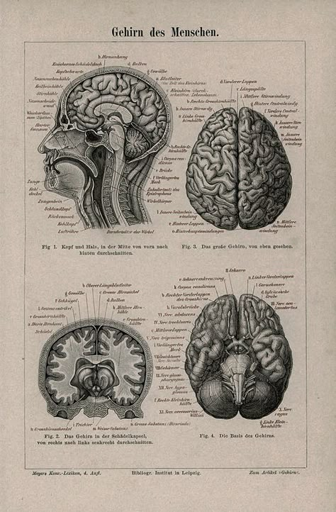 Human Brain Anatomy, Medical Drawings, Male Figure Drawing, Brain Anatomy, Brain Art, The Human Brain, Human Figure Drawing, Human Anatomy Art, Medical Art