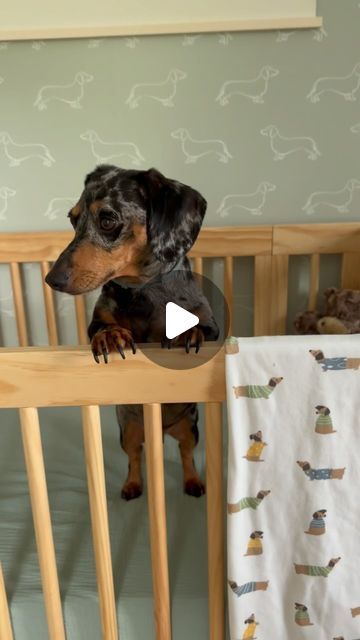 Otis & Dewey on Instagram: "We wanted to show everybody all the details of our doxie themed nursery 🤭🐶🌭" Dachshund Nursery Theme, Dachshund Nursery, Dachshund Decor, Dog Bedroom, Baby Dachshund, Themed Nursery, Wiener Dog, Baby Dogs, Nursery Themes