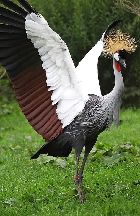 Beautiful bird African Crowned Crane, Crested Crane, Grey Crowned Crane, Weird Birds, Ritual Dance, Crowned Crane, Most Beautiful Birds, Rare Birds, Rare Animals