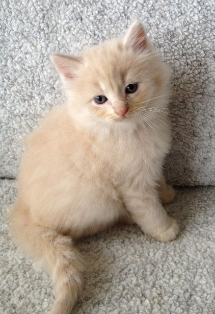 ragamuffin Blonde Kitten, Long Hair Kitten, Beige Cat, Beige Kitten, Raggamuffin Cat, Cute Ragdoll Cats Aesthetic, White Ragdoll Cat Aesthetic, Ragamuffin Kittens, Brown And White Ragdoll Cat